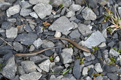 Oligosoma lineoocellatum