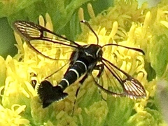 Carmenta phoradendri