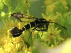 Carmenta phoradendri