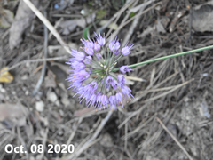 Allium thunbergii