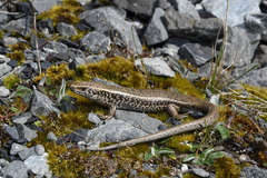 Oligosoma lineoocellatum