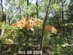 Toxicodendron trichocarpum