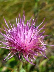 Cirsium hydrophilum hydrophilum