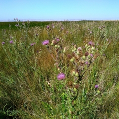 Cirsium hydrophilum hydrophilum