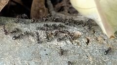 Dolichoderus thoracicus