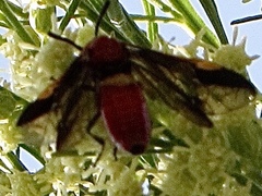 Arge coccinea