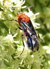 Arge coccinea