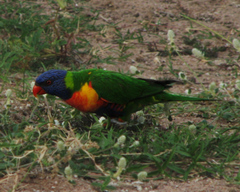 Trichoglossus moluccanus moluccanus
