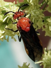 Arge coccinea