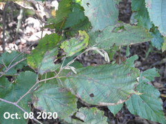 Corylus heterophylla