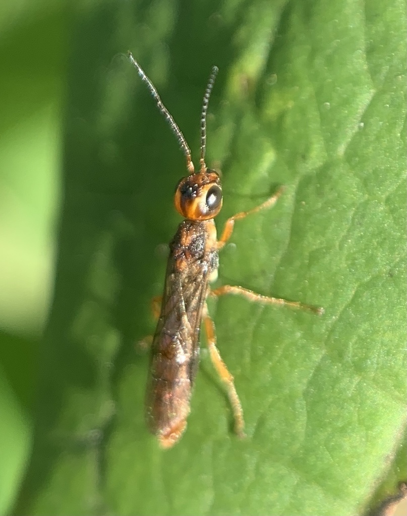 Xiphydria abdominalis