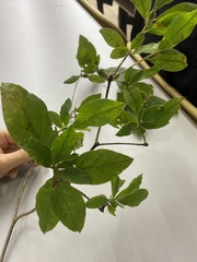 Rhododendron kaempferi