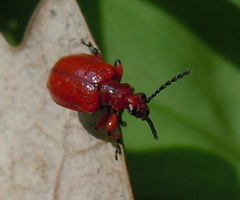 Lilioceris merdigera