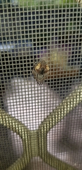 Socca pustulosa