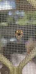 Socca pustulosa