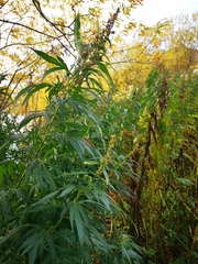 Artemisia vulgaris kamtschatica