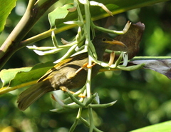 Yellow-Billed Honeyeater photo 2