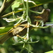 Gymnomyza viridis - Photo (c) Aviceda,  זכויות יוצרים חלקיות (CC BY-SA)