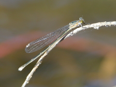 Pseudagrion jedda