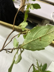 Rhododendron kaempferi