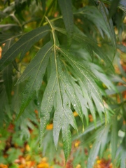 Artemisia vulgaris kamtschatica