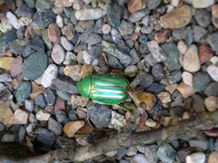 Chrysina gloriosa