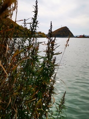 Artemisia vulgaris kamtschatica