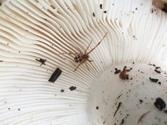 Latrodectus variolus