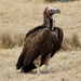 Lappet-faced Vulture - Photo (c) Bird Explorers, some rights reserved (CC BY-NC)