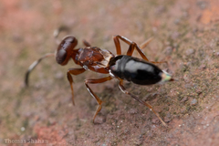 Brasema leucothysana