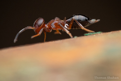 Brasema leucothysana