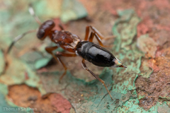 Brasema leucothysana