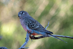 Neophema bourkii