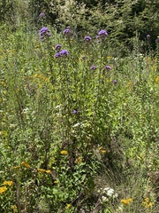 Chromolaena pulchella