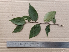 Orophea thomsonii