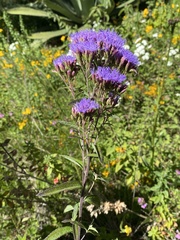 Chromolaena pulchella