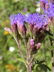 Chromolaena pulchella