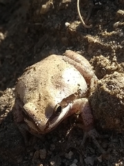 Pseudacris hypochondriaca curta