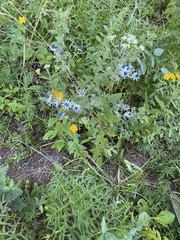 Eryngium beecheyanum