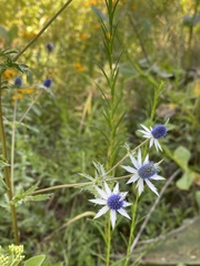 Eryngium beecheyanum
