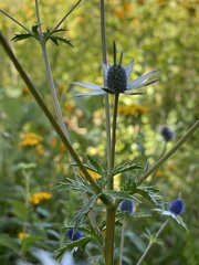Eryngium beecheyanum