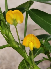Arachis hypogaea