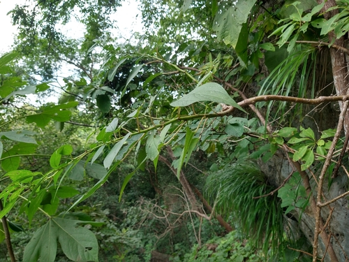 Pouzolzia obliqua, 2020-10-06