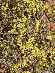 Chauliognathus fasciatus