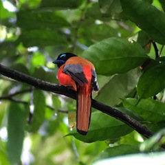 Harpactes duvaucelii