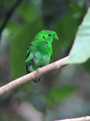 Calyptomena viridis