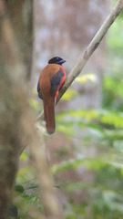 Harpactes orrhophaeus