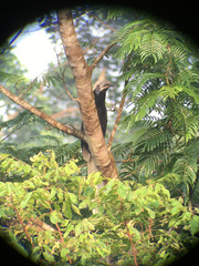 Berenicornis comatus