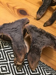 Hydnellum fuscoindicum