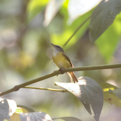 Abroscopus superciliaris